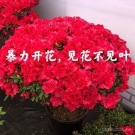 Flower Big Tree Four Seasons Old Pile Potted Plant Indoor Original Pot Green Plant Soil Potted Plant