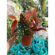 INDOOR/BEGONIA MACULATA/REAL LIVE PLANTS