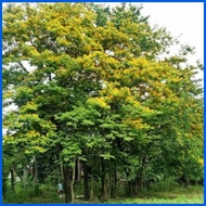 ◄ ๑ ✅ Narra Tree Seeds Per Pack