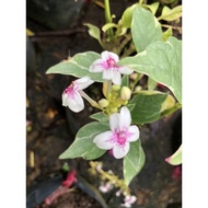 【TW668】 Pseuderanthemum carruthersii var outdoor plant 金叶拟美花 Pokok Hiasan hidup