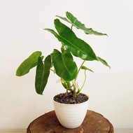 Onni - Philodendron Burle Marx - Tanaman Hias Anti Rewel - #Flashsale