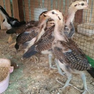 (Telur) anakan Ayam Trah import PAMA Ninja