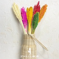 Bunga Kering Cantel Warna Cantel Biji Dried Flower Preserved Flower untuk Buket Flower Dome Hiasan M