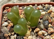 20 เมล็ด โคโนไฟตัม กระบองเพชร ไม้อวบน้ำ กุหลาบหิน แคคตัส ไม้หิน Conophytum Cone Plant สายพันธุ์ praesectum