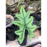 alocasia jacklyn