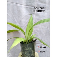 Anak Pokok Lumber 🌱🌱