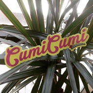 Cumi-cumi F370