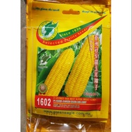 Green Eagle F1 HIBRID LABU AIR BOTOL / F1 HYBRID YIELD BOTTLE GOURD