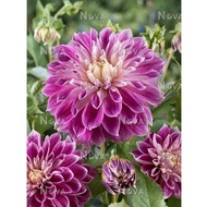 DINNERPLATE DAHLIA TUBER ID Purple Explosion