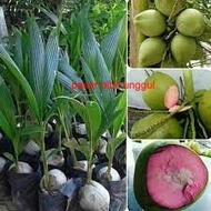 Jual Bibit Kelapa Wulung-Bibit Pohon Kelapa wulung Asli-Tanaman Kelapa Hijau Wulung- Bibit Kelapa ij