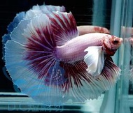 【DC短鯛坊】#編號S34｜大耳半月公鬥魚_超逼真可動仿真模型【ShowBetta】