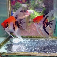 IKAN HIAS MANFISH RED DEVILS SIZE L