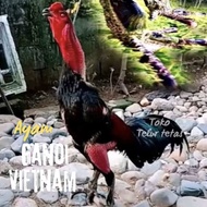 TELUR AYAM GANOI VIETNAM ASLI ORIGINAL PETARUNG UNTUK DITETASKAN
