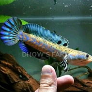 Channa blue pulchra 10 cm