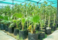 50PCS BIG PLANT BAG / AGRI BAG (6+6x14 INCHES) - SEEDLING BAG - agricultural plastic pots for plants