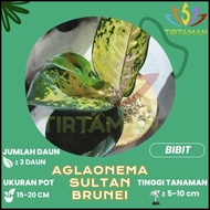 Promo Aglonema Sultan Brunei / Aglaonema Sp Kuning Emas Best Quality