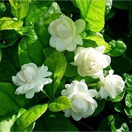 Bunga segar Pokok Bunga Melur Susun Harum Wangi / Melur Rose / Jasminum Sambac Grand Duke Tuscany