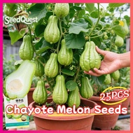 25pcs/pack High Yield Chayote Seeds for Planting Vegetables - Fresh Chayote Melon Seeds Organic Sayo