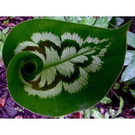 ⊙✲✹【COD】10pcs Rare Calathea Seeds Air Freshening Plants Seeds #SW5