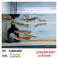Arwana Golden Red Size 8-10cm