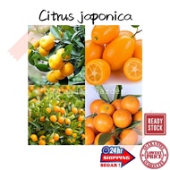 (GG real plant) anak pokok citrus japonica ^ kumquat cepat berbuah hybrid premium top quality kebun fruits sedap manis buah limau
