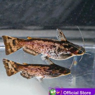 ((premium)) Colombian Catfish / Driftwood Catfish / Ikan Lele Kolombia / Colombia
