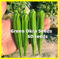 เมล็ดพันธุ์กระเจี๊ยบ Green Okra Seeds - งอกง่าย 60เมล็ด/ซอง ควีนสตาร์ F1 เมล็ดพันธุ์ผัก เมล็ดพันธุ์ 