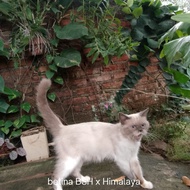 kucing Himalaya mix BSH/ betina umur 11 bln 