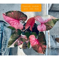 Keladi Thai Rare, Caladium PON JAO SUA