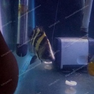 NGT Tigerfish / Papua Datz Tiger fish / Datz NGT