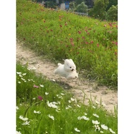 CO ADDITIONAL SHIPPING COST + PACK (SPLIT PAY)