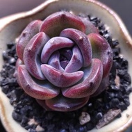 紫色多肉 藍莓/ 紫烏木 多肉  控養小精品  連陶瓷花盆  植物 小盆栽 肉肉 succulents plant 新年 gift 禮物 👑9年老店 【實拍】一盆價