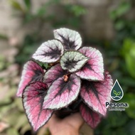 Tanaman Hias begonia Rex pelangi - Rex wave