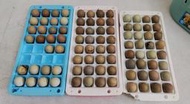 【七期蘆丁雞】蘆丁雞蛋 迷你雞蛋 盧丁雞蛋 🥚🥚🥚 豪宅迷你雞 豪宅蘆丁雞 迷你鵪鶉蛋 鳥蛋 鵪鶉蛋 蘆丁雞種蛋