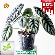 Jual Tanaman hias alocasia silver dragon - dragon scale silver rawatan