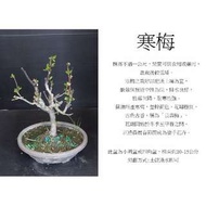 心栽花坊-寒梅(大)/盆景素材/梅花/圓盆/四角盆/售價460特價400