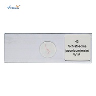 25 Kinds Parasite Slides Set Parasite Slides Parasitology Prepared Microscope Slides