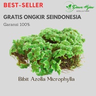 Bibit azolla super azola 1kg Pakan alternatif ikan, itik, dan unggas