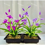 Set vật liệu tự làm chậu hoa lan 2 cành bằng kẽm nhung + tặng bình cắm như mẫu hoa trang trí nhà S07