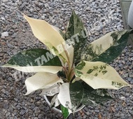 AGLONEMA SIAM JADE VARIGATA bibit