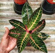 Aglonema Pride of sumatra (red sumatra)