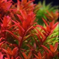 Pack Of 10 Rotala blood red 25 Sticks