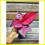 ♞Aglaonema Eastern Red/ Cochin/ Super Red Indoor Plant 50 seeds (not live plants)