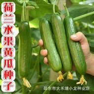 现货爆款荷兰无刺水果黄瓜种子进口小黄瓜种籽节节瓜四季地栽阳台盆栽蔬菜Netherlands thorn-free fruit cucumber seeds imported gherkin202601