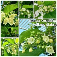 KKB Pokok Bunga Kesidang Kampung &amp; Jumbo, Bread Flower, Vallaris Solanacea, Vallaris Glabra bunga wangi kelulut