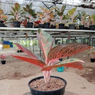 Terlaris Aglaonema Tiara