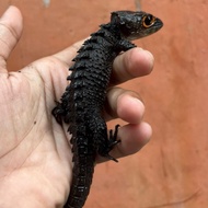crocodile skink/kadal duri/biawak red eye jinak murah