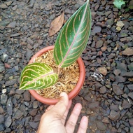 tanaman aglonema red sumatra pos/pohon aglonema red sumatra