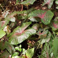 Keladi Caladium Red Star 2 set anak pokok berubi