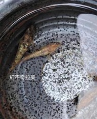 柘造景藝術-紅布奇拉美美達卡-日本稻田魚